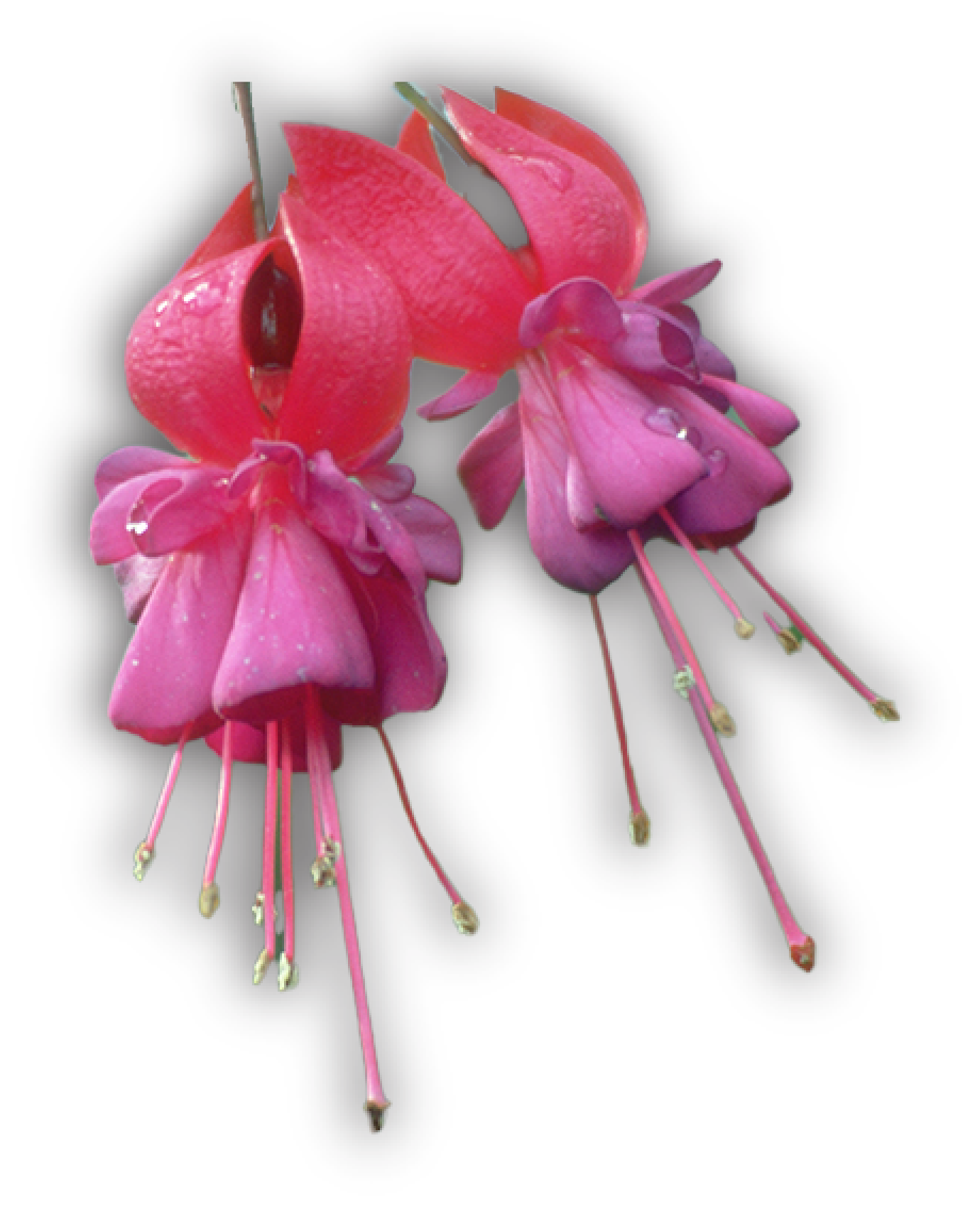 hanging flower from the header