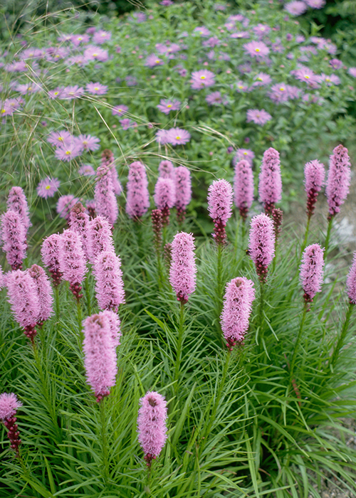 liatris